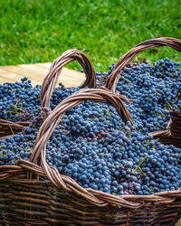 Vineyards and grapes at bento gonçalves brazil