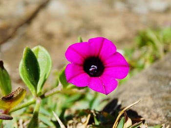 Close-up of pink flower blooming outdoors