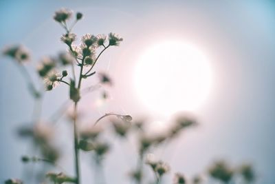 Close-up of flowers against blurred background