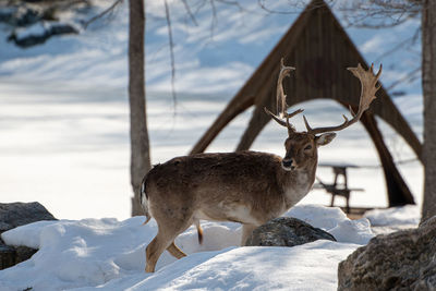 View of a deer during winter