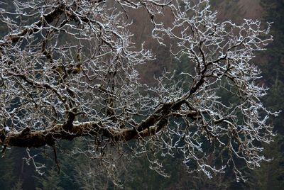 Close-up of branch