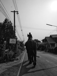 Man riding horse on road against sky