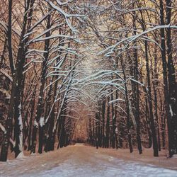 Trees in forest during winter