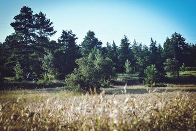 Crops growing on field against sky