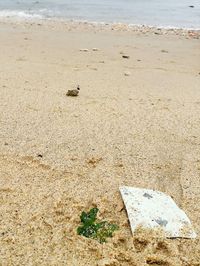 High angle view of animal on beach