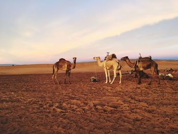 Horses on sand at desert against sky