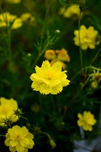 Close-up of yellow flowers blooming outdoors