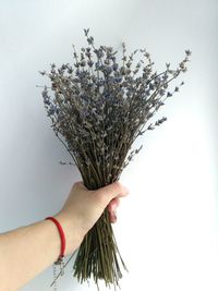 Close-up of hand holding flower over white background