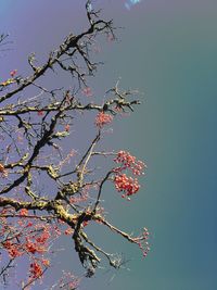 Low angle view of flower tree against blue sky