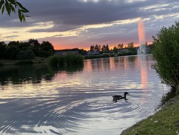 View of ducks swimming in lake