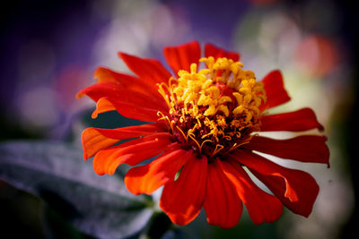 Close-up of orange flower