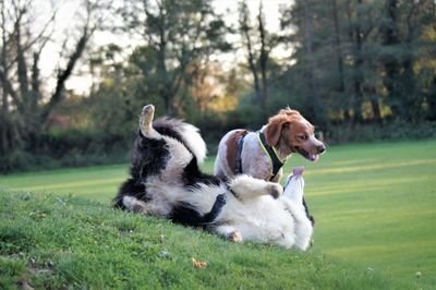 Dogs running on grass