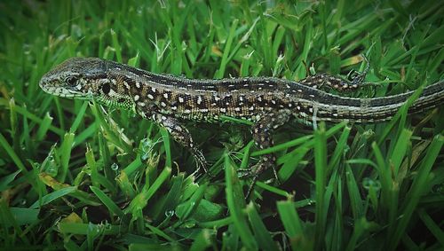 Close-up of snake on grass