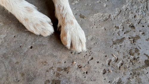 High angle view of dog relaxing on sand