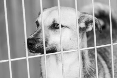 Close-up of dog in cage