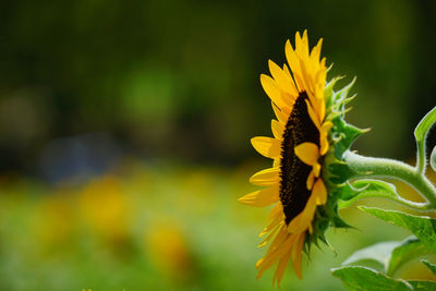 Close-up of yellow flowering plant