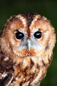 Close-up portrait of owl