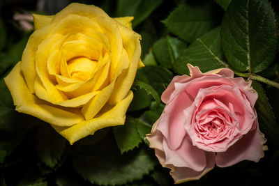 Close-up of rose bouquet yellow and rose