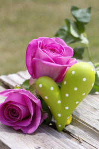 Close-up of rose petals