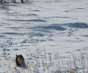 High angle view of pembroke welsh corgi on snow covered field