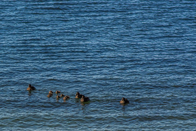 Ducks swimming in water