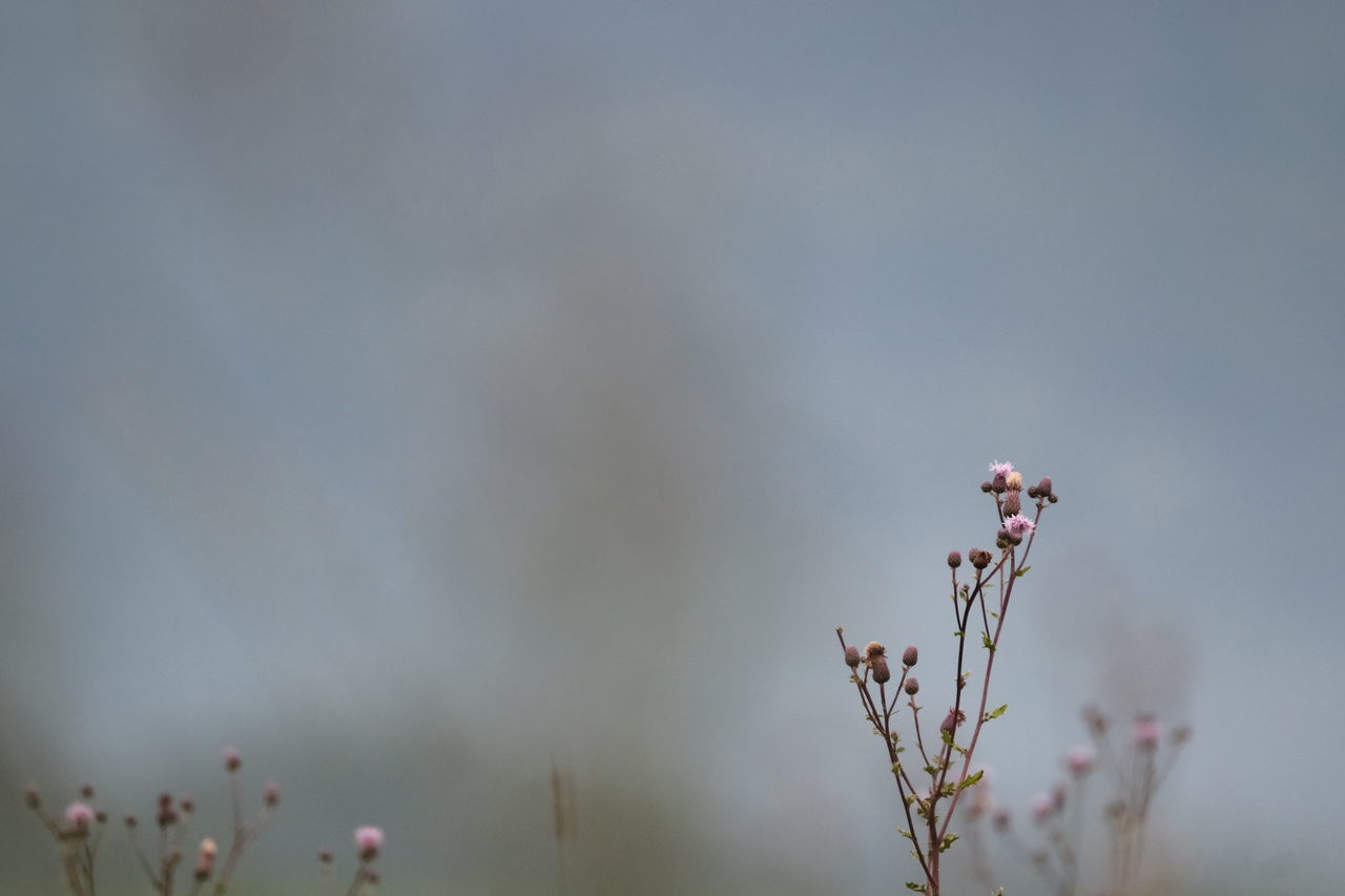 CLOSE-UP OF PINK FLOWER AGAINST SKY