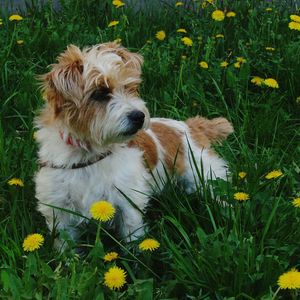 High angle view of dog on field