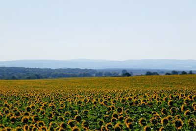 Scenic view of sunflower field against sky