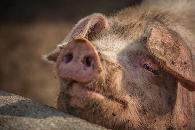 Close-up of an animal