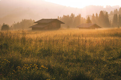 Plants growing on field by buildings against sky