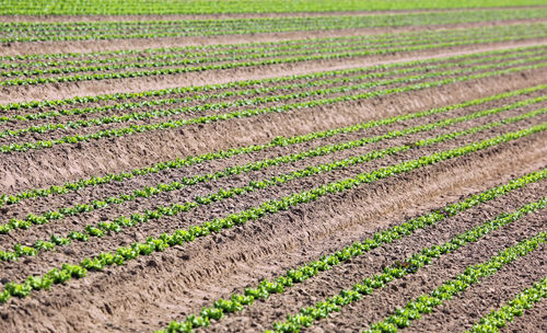 Scenic view of corn field