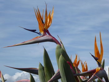 Close-up of yellow flowering plant