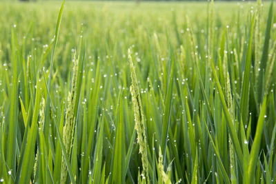 Close-up of wet grass on field