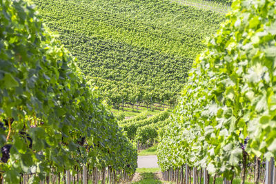 View of vineyard against clear sky