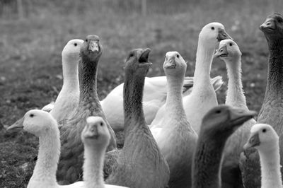 Close-up of flock of geese