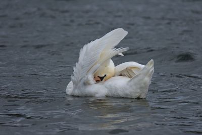 Close-up of swan swimming in lake