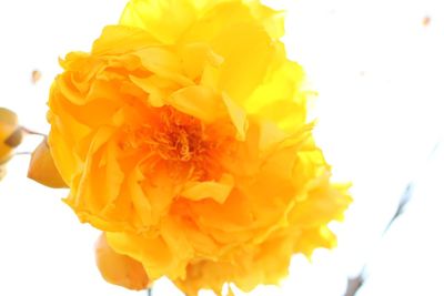 Close-up of yellow flowers