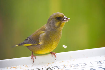 Close-up of bird perching