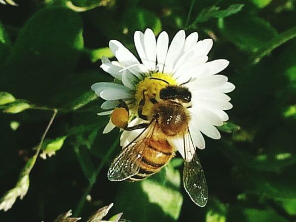 BEE ON FLOWER