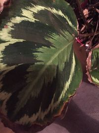 Close-up of fresh green leaves