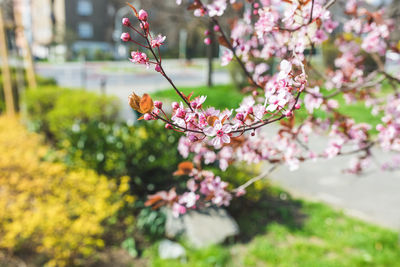 Red cherry tree branch, on the city street. blooming trees in park