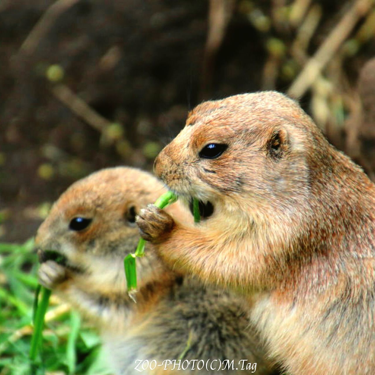 animal themes, one animal, animals in the wild, wildlife, focus on foreground, close-up, animal head, looking away, mammal, nature, squirrel, outdoors, day, no people, portrait, alertness, forest, side view, looking