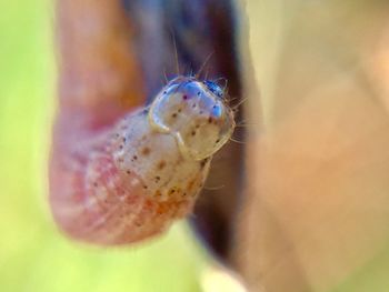 Close-up of insect