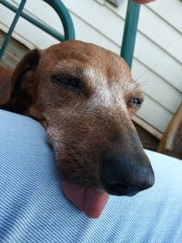 Close-up of dog relaxing on floor