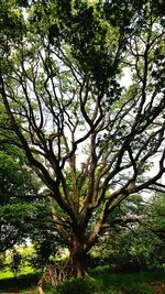 Low angle view of tree in forest against sky