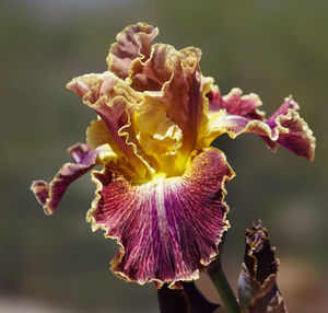 Close-up of wilted flower