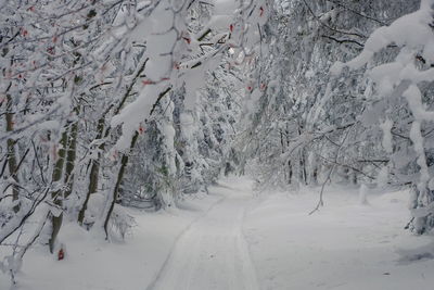 Snow covered field during winter