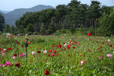 Red poppy flowers growing on field