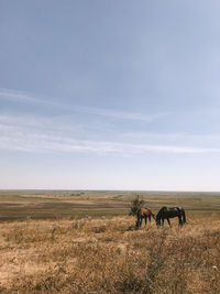 Horses in a field