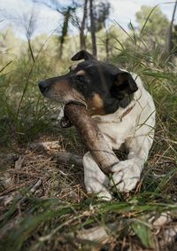 Dog standing on grassy field